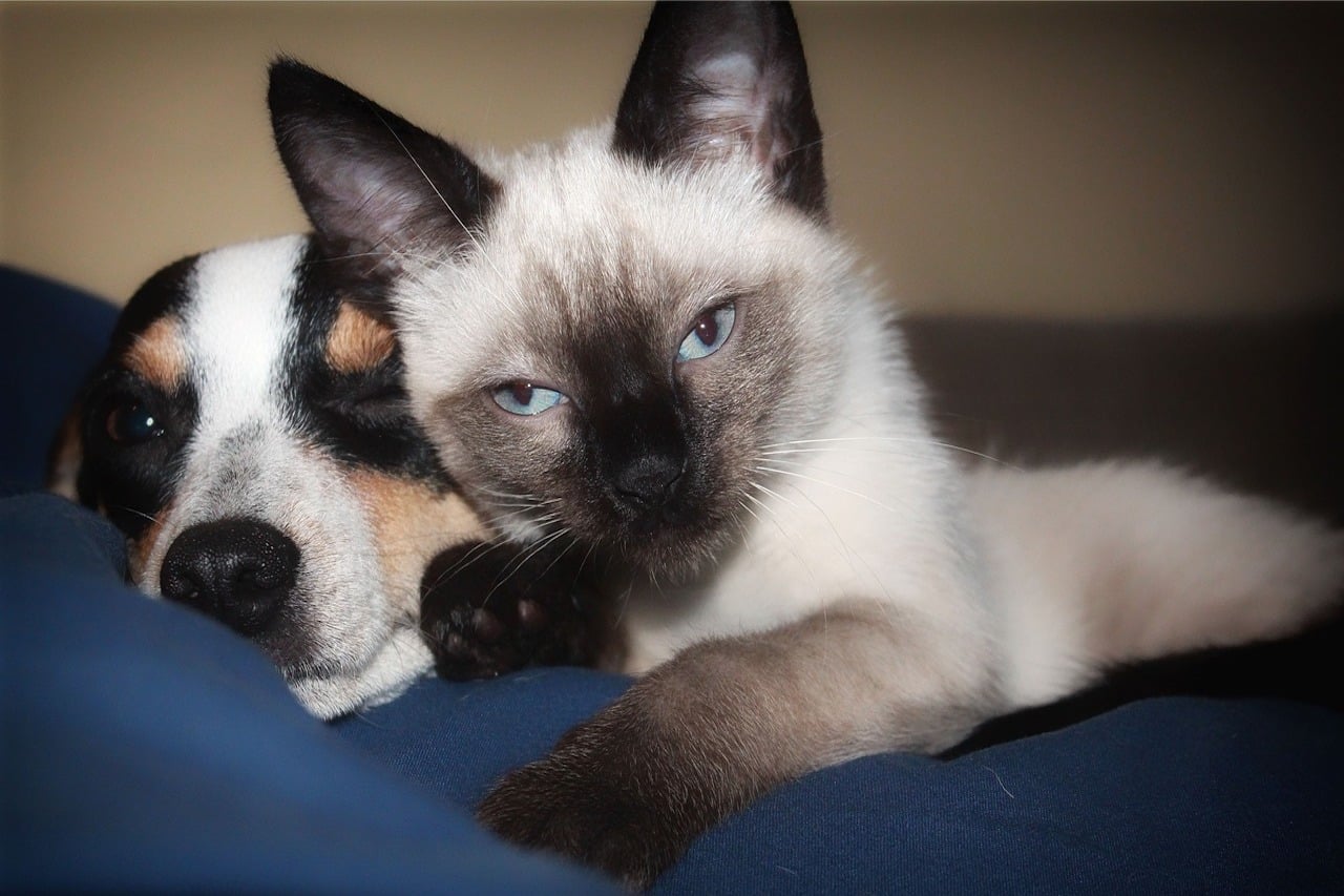 mutuelle animaux